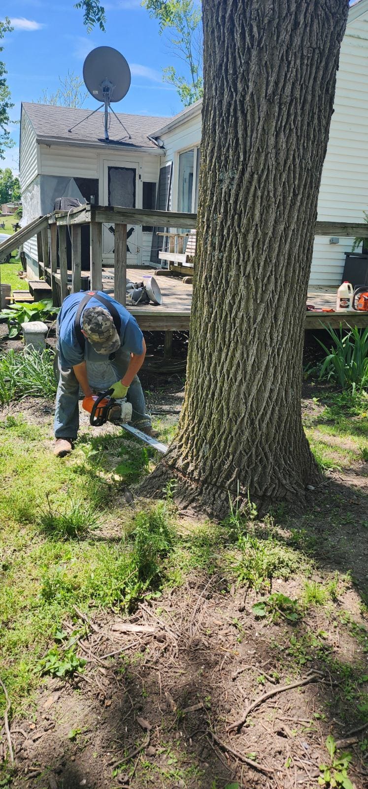 Tree removal