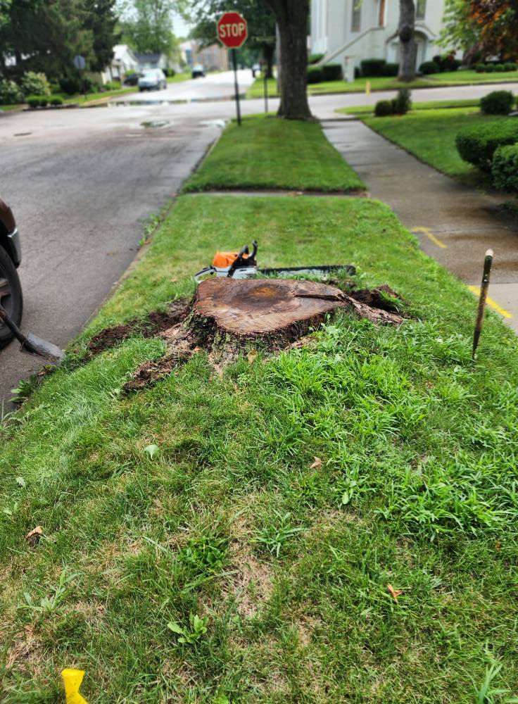 Removing trunk