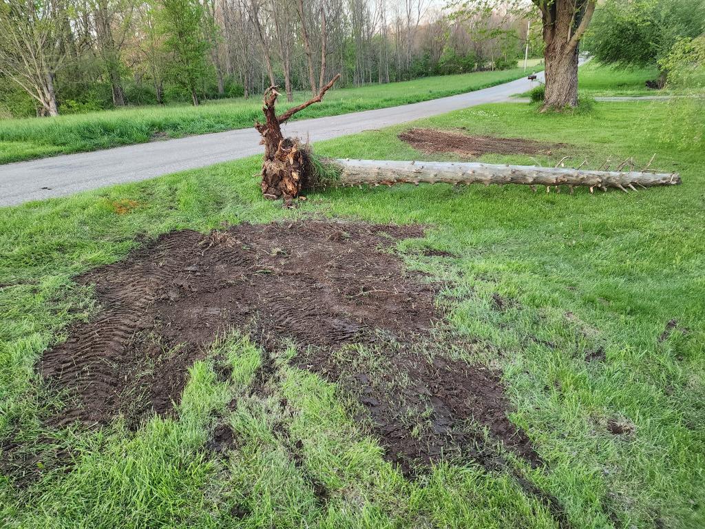 Tree removal